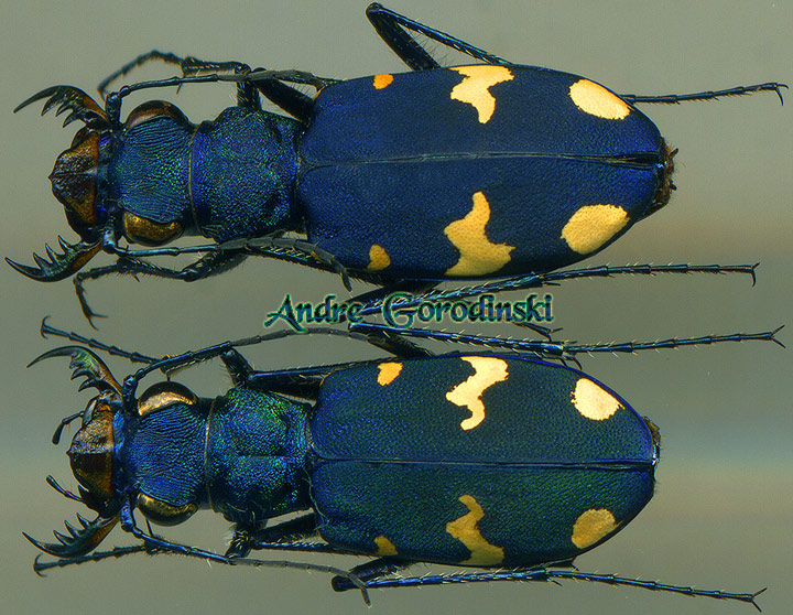 http://www.gorodinski.ru/cicindela/Cicindela sachalinensis raddei.jpg